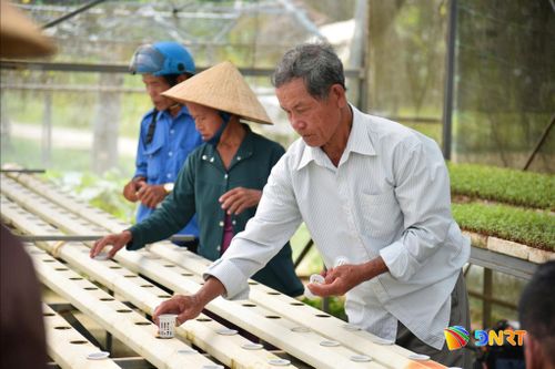 Các sản phẩm tại Hợp tác xã Dịch vụ sản xuất và tiêu thụ rau an toàn Túy Loan được nông dân chăm chút cẩn thận, đạt tiêu chuẩn OCOP. Ảnh: KHÔI NGUYÊN