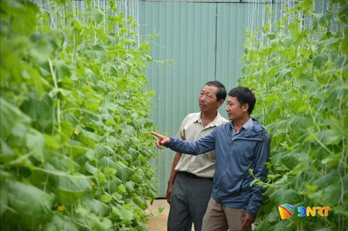 Nông dân Túy Loan phát triển mô hình trồng dưa lưới nhằm đa dạng hóa nông sản, tạo không gian cho du lịch cộng đồng. Ảnh: KHÔI NGUYÊN