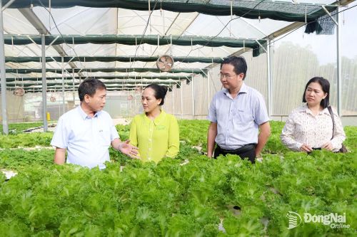Đoàn khảo sát của Trung ương Hội Nông dân Việt Nam và Hội Nông dân thành phố Đồng Nai khảo sát tại hộ kinh doanh Nông trại rau sạch thủy canh Thành Tâm (phường Long Thành). Ảnh: Tố Tâm