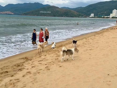 Đàn chó thả rông trên bãi biển đoạn thuộc phường Quy Nhơn vào sáng 12-8. Ảnh: N.C