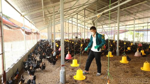 Các hộ chăn nuôi chủ động vệ sinh, phun tiêu độc, khử trùng chuồng trại để bảo vệ đàn vật nuôi.