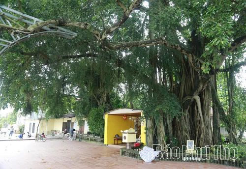 Cụ đa đại thụ phủ bóng ngôi đền.