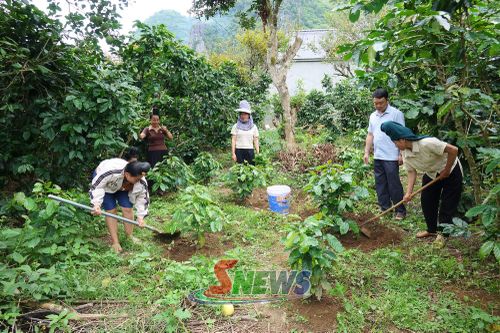 Cán bộ Trung tâm Dịch vụ tổng hợp xã Muổi Nọi hướng dẫn nông dân chăm sóc cây cà phê.