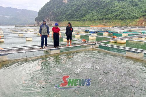Mô hình nuôi cá lồng của nông dân xã Mường La.