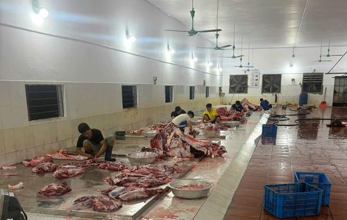 Điểm giết mổ tập trung tạm thời tại Công ty TNHH Chăn nuôi và Chế biến thực phẩm Trung Nghĩa được cấp phép hoạt động. Ảnh: Phương Hoa