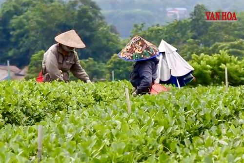 Nghị quyết thông qua một số chính sách hỗ trợ phát triển du lịch, kỳ vọng giúp người dân tăng thu nhập và cải thiện sinh kế