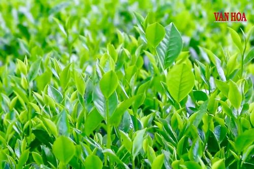 Chính sách vay tối đa 2,5 tỉ đồng/cơ sở đầu tư đối với doanh nghiệp, hợp tác xã, tổ hợp tác và hộ kinh doanh