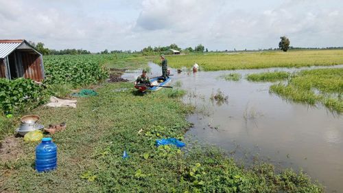  Ruộng của ông Hiếu nằm trong khu vực trũng, thấp nên chịu ảnh hưởng nặng khi lũ đầu mùa đổ về 