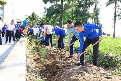 Trồng cây phi lao khu vực ven biển Sầm Sơn, Thanh Hoá