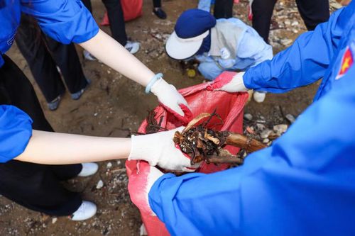 Từ sáng sớm, đoàn viên thanh niên Đài Truyền hình Việt Nam đã ra quân thu gom rác thải, làm sạch khu vực bãi biển. Hoạt động góp phần nâng cao ý thức bảo vệ môi trường biển, lan tỏa thông điệp chung tay xây dựng Sầm Sơn xanh, sạch, đẹp.