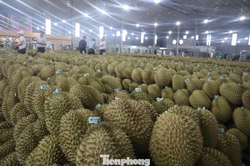 Sầu riêng Đắk Lắk xuất khẩu sang thị trường Trung Quốc.