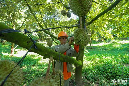 Ông Ka tơ Nguốn kiểm tra trái sầu riêng trong vườn. Ảnh: Xuân Ngọc