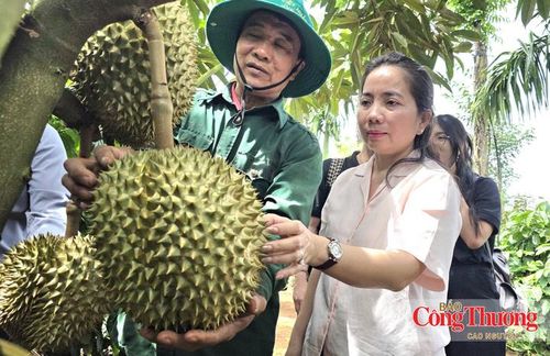 Tỉnh Đắk Lắk định hướng tạo ra một chuỗi giá trị mới từ sầu riêng.