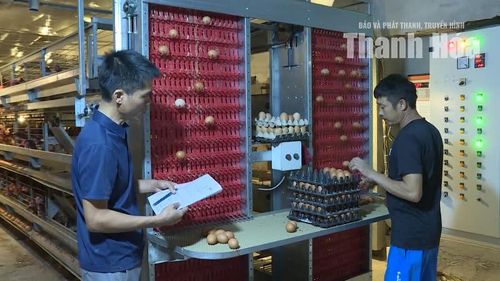 Hệ thống thu trứng tự động trong trang trại gà.