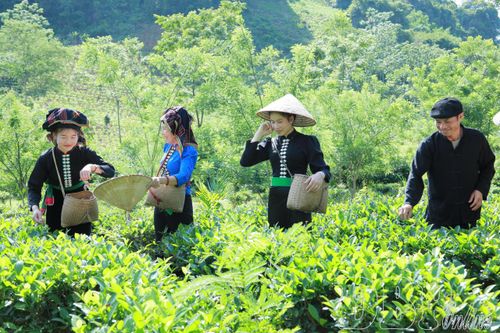 Sản xuất nông nghiệp là nguồn sống chủ yếu của đồng bào. 