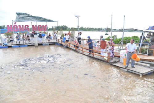 Khu bảo tồn cá cộng đồng tại phường Hồng Ngự, tỉnh Đồng Tháp từng bước tạo sự lan tỏa về những nỗ lực và ý nghĩa của công tác bảo tồn nguồn lợi thủy sản, bảo vệ môi trường trong Nhân dân.