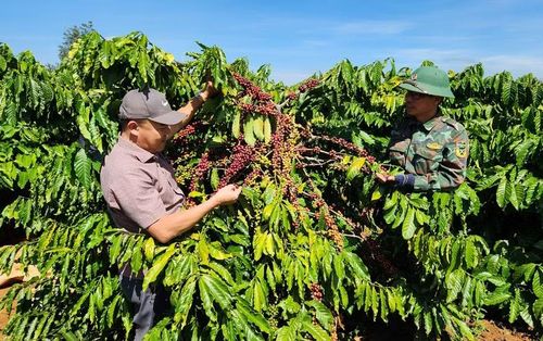 Giám đốc Công ty Cà phê Ia Sao 2 Nguyễn Ngô Hùng (bìa trái) bên vườn cà phê đạt năng suất cao. Ảnh: N.D