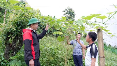 Su su được trồng trên những sườn núi, phát huy lợi thế khí hậu vùng cao Tà Xi Láng.