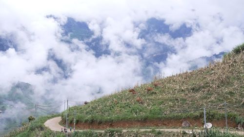 Những bãi chăn thả rộng là lợi thế để người dân Tà Xi Láng phát triển đàn trâu, bò theo hướng hàng hóa.