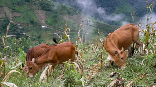 Đàn bò sinh sản tốt, mở thêm sinh kế cho gia đình ông Sùng Công Cai, thôn Xá Nhù.