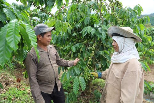 Già làng Cil Ha Kròng, người có uy tín ở xã Đam Rông 2 hỗ trợ vốn, tư vấn kỹ thuật giúp bà con thay đổi tư duy sản xuất, phát triển kinh tế