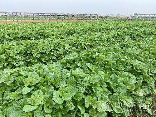 Những cánh đồng rau xanh tốt được sản xuất theo quy trình an toàn, góp phần nâng tầm nông sản Tứ Xã.
