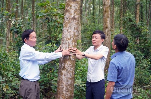 Trước kỳ thu hoạch, rừng trồng được tiến hành đánh giá trữ lượng và kích thước thân cây bảo đảm tiêu chí khai thác - Ảnh: T.T