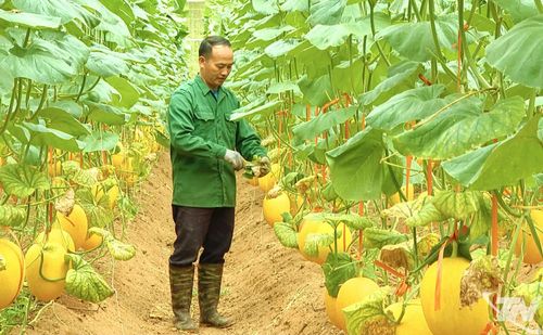 Vườn dưa lưới trĩu quả của gia đình ông Hoàng Văn Nam là thành quả của quá trình lao động cần cù, bền bỉ.