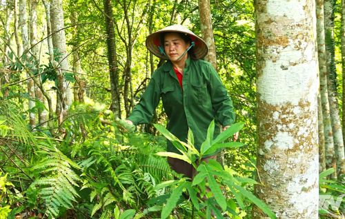 Chị La Thị Cam chăm sóc đồi rừng của gia đình.