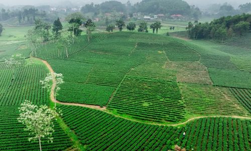 Những vùng chè xanh là nguồn tài nguyên đặc trưng để Thái Nguyên phát triển sản phẩm du lịch gắn với văn hóa trà.