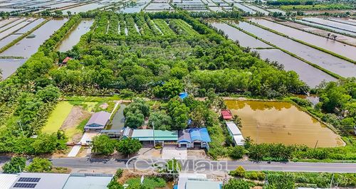 Gia đình anh Thắng dành nhiều diện tích đất để trồng cây cho cò về trú ngụ, từ 1,4 ha tăng lên 10 ha.