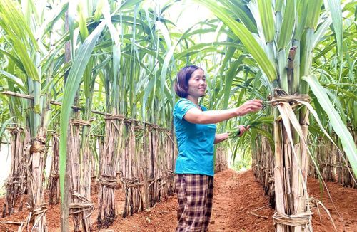 Vườn mía 500 gốc trồng của gia đình chị Chu Thị Yến, xóm Thể Dục, xã Nguyên Bình mang lại doanh thu 12 triệu đồng/năm. Ảnh Quốc Sơn