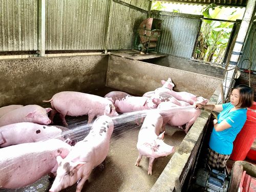 Từ chăn nuôi lợn, gia đình chị Chu Thụ Yến, xóm Thể Dục, xã Nguyên Bình mang lại doanh thu trên 650 triệu đồng mỗi năm. Ảnh Quốc Sơn