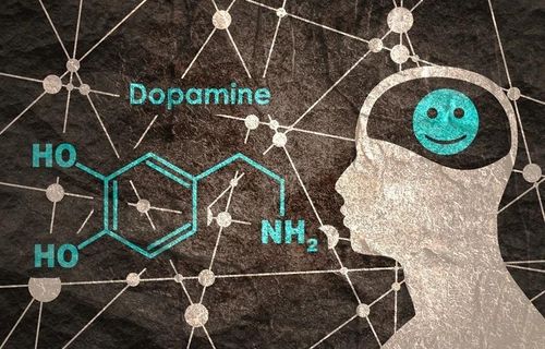  Dopamine giữ vai trò quan trọng trong động lực, ham muốn, cảm giác hài lòng và khả năng ghi nhớ. Ảnh: Shutterstock. 