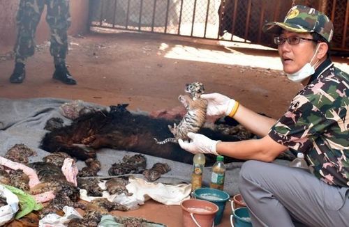  Năm 2016, nhà chức trách phát hiện nhiều xác hổ trong ngôi chùa nổi tiếng ở Thái Lan. Ảnh: Reuters