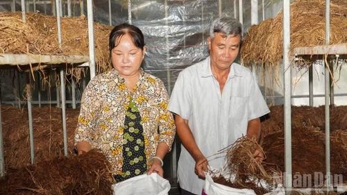 Phần rơm phế phẩm sau mỗi vụ nấm thương lái thu mua làm nguyên liệu sản xuất phân hữu cơ, phân vi sinh phục vụ trồng mai và hoa. (Ảnh: VĂN ÚT)