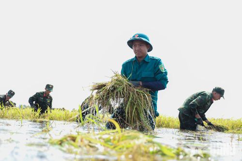 Cán bộ, chiến sĩ khẩn trương cắt những diện tích lúa đã bị nước nhấn chìm.