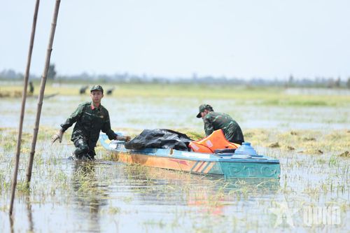Những bó lúa được gom lại, chuyển lên xuồng để đưa vào bờ.