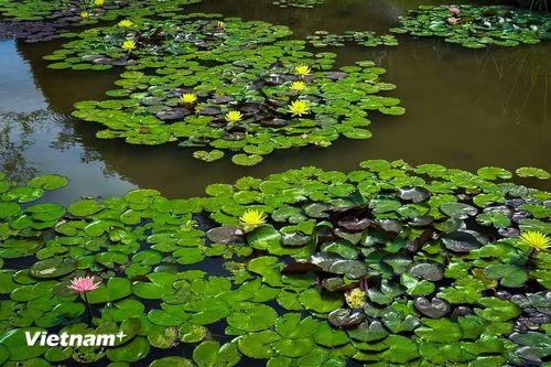 Nét đẹp của hoa súng lại mang một chút mộc mạc và giản đơn. (Ảnh: Trần Hương Sơn/Vietnam+)