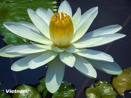 Vượt qua lớp bùn để nở rộ, hoa súng tượng trưng cho sự vươn lên mạnh mẽ, lòng kiên định vượt qua thử thách để tỏa sáng. (Ảnh: Trần Hương Sơn/Vietnam+)