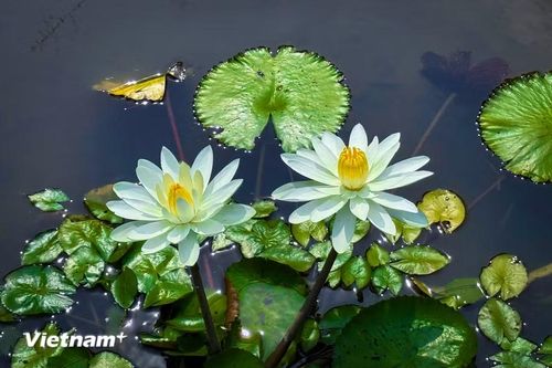 Hoa súng là một loài hoa lưỡng tính cùng cánh hoa hình trụ, xếp thành vòng tròn với đường kính 5 - 10cm. (Ảnh: Trần Hương Sơn/Vietnam+)