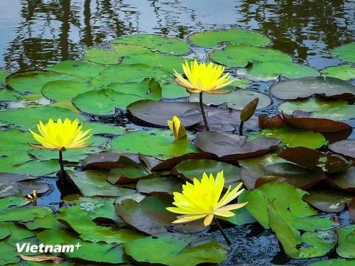 Hoa súng với ánh vàng nổi bật, được quý như biểu tượng của sự giàu sang, thịnh vượng và may mắn. (Ảnh: Trần Hương Sơn/Vietnam+)
