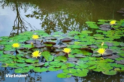 Chính vì thế, loài hoa này luôn được nhiều người chọn để dành tặng bạn bè ở những dịp như tốt nghiệp… (Ảnh: Trần Hương Sơn/Vietnam+)