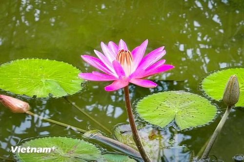 Sau này, hoa được trồng phổ biến ở các khu vườn công cộng, trong ao, đầm. (Ảnh: Trần Hương Sơn/Vietnam+)