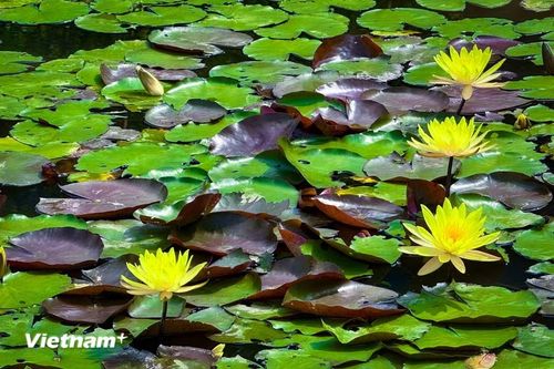 Mặt trên của lá có màu nâu đỏ, mặt dưới thì có màu xanh nhạt. (Ảnh: Trần Hương Sơn/Vietnam+)