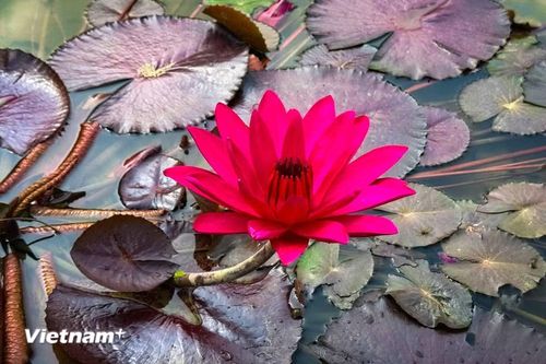 Hoa súng có mùa hoa chính kéo dài từ tháng 6 đến hết tháng 8. (Ảnh: Trần Hương Sơn/Vietnam+)