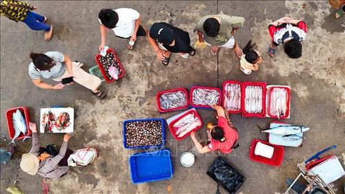 Hải sản tươi ngon được đưa vào tiêu thụ ngay sau khi thuyền cập cảng.