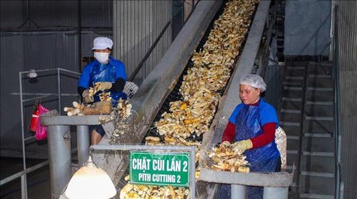 Công nhân thực hiện các công đoạn thô trong dây chuyền chế biến tinh bột sắn tại Công ty Trách nhiệm hữu hạn MTV Định Khuê (xã Tân Châu, Tây Ninh).