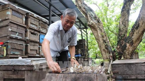 Ông Lê Thành Phương, chủ vườn nhãn và là người "khai sinh" thương hiệu "Mật ong 6 Phương" đạt chuẩn OCOP. Ảnh: Nguyễn Hằng - TTXVN