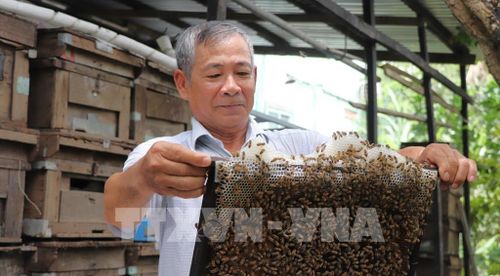 Ông Lê Thành Phương, chủ vườn nhãn và là người "khai sinh" thương hiệu "Mật ong 6 Phương" đạt chuẩn OCOP. Ảnh: Nguyễn Hằng - TTXVN